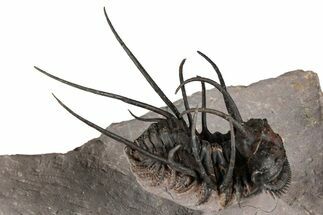 Flying Ceratonurus Trilobite - Top Quality Prep #354581