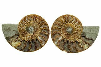 Cut & Polished Crystal-Filled Ammonite Fossil - Madagascar #354123