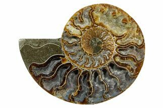 Cut & Polished Ammonite Fossil (Half) - Madagascar #354127