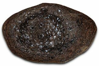 Triple-Hearted Fossil Tree Fern (Palaeosmunda) Round - Australia #354625