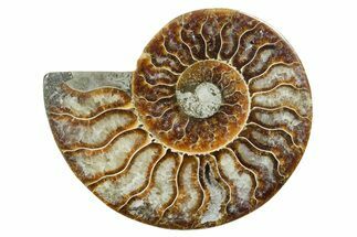 Cut & Polished Ammonite Fossil (Half) - Madagascar #354170