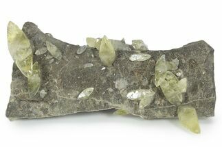 Double-Terminated Yellow Calcite Crystals on Matrix - Missouri #354686