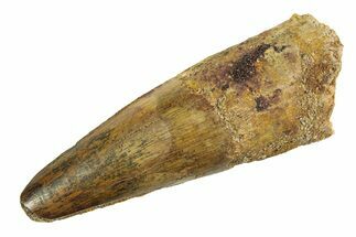Fossil Spinosaurus Tooth - Feeding Worn Tip #354735