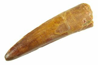Fossil Spinosaurus Tooth - Real Dinosaur Tooth #354742
