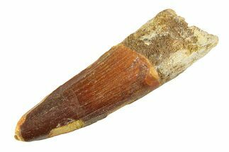 Fossil Spinosaurus Tooth - Real Dinosaur Tooth #354745