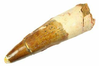 Fossil Spinosaurus Tooth - Real Dinosaur Tooth #354757