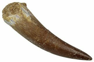 Fossil Plesiosaur (Zarafasaura) Tooth - Morocco #354690