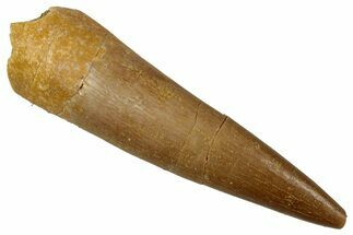 Fossil Plesiosaur (Zarafasaura) Tooth - Morocco #354702