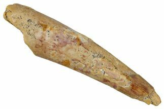 Fossil Pterosaur (Siroccopteryx) Tooth - Morocco #354854