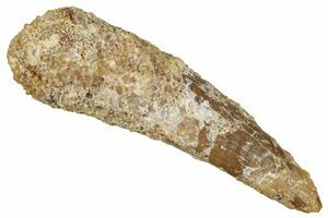 Cretaceous Crocodile Jaw Section With Tooth - Kem Kem Beds (#50626