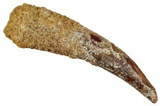 Fossil Pterosaur (Siroccopteryx) Tooth - Morocco #354861