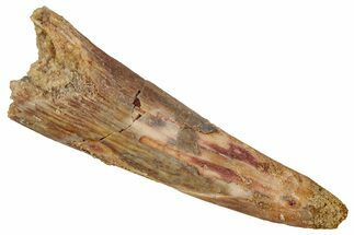 Fossil Pterosaur (Siroccopteryx) Tooth - Morocco #354864