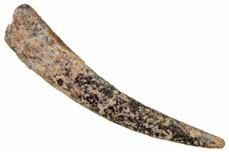 Large, Fossil Pterosaur (Siroccopteryx) Tooth - Morocco #354873