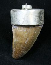Authentic Fossil Mosasaur Tooth Pendant #18940