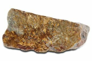 Polished Golden Amphibolite Section - Western Australia #354916