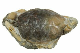 Eocene Fossil Crab (Pulalius) - Washington State #354968