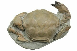 Eocene Fossil Crab (Pulalius) - Washington State #354971