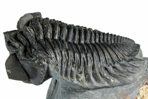 Two Greenops Trilobites - Hungry Hollow, Ontario (#107546) For