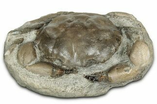 Eocene Fossil Crab (Pulalius) - Washington State #354998