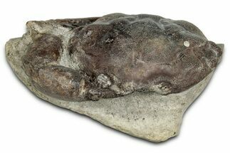 Eocene Fossil Crab (Pulalius) - Washington State #355001