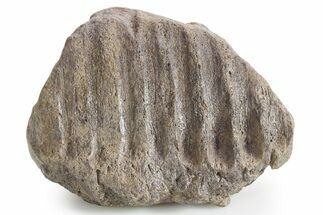 Fossil Hadrosaur (Edmontosaurus?) Jaw Section - Montana #316406