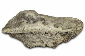 Fossil Ornithischian Dinosaur Bone Section - Montana #355114