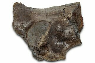 Fossil Hadrosaur Vertebra Process Section - Montana #355129