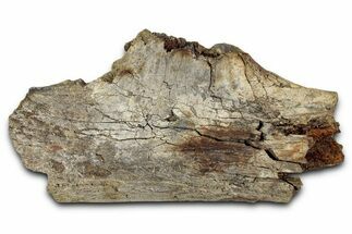 Fossil Ornithischian Dinosaur Rib Section - Montana #355182