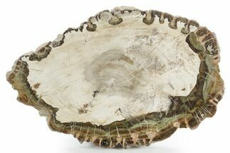 Polished Petrified Wood (Araucaria) Round - Madagascar #355314