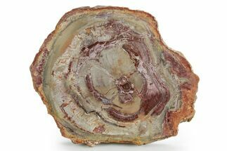 Polished Petrified Wood (Araucaria) Round - Madagascar #355320