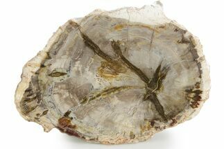 Polished Petrified Wood (Araucaria) Round - Madagascar #355323