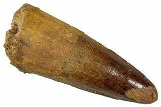 Fossil Spinosaurus Tooth - Real Dinosaur Tooth #354784