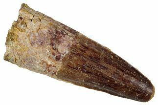Fossil Spinosaurus Tooth - Feeding Worn Tip #354787