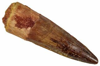 Fossil Spinosaurus Tooth - Real Dinosaur Tooth #354789