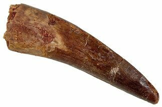 Fossil Spinosaurus Tooth - Real Dinosaur Tooth #354792