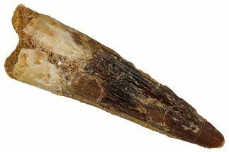 Fossil Spinosaurus Tooth - Real Dinosaur Tooth #354796