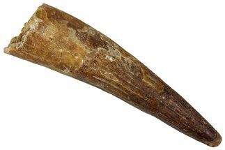 Bargain, Real Fossil Spinosaurus Tooth - Composite Tooth #354805