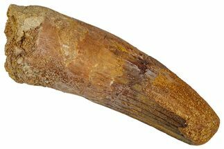Fossil Spinosaurus Tooth - Feeding Worn Tip #354809