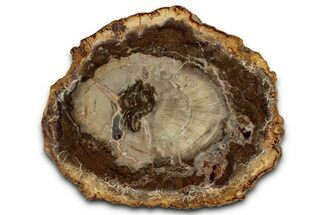Polished Petrified Wood (Araucaria) Round - Madagascar #355328
