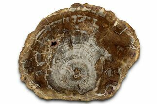 Polished Petrified Wood (Araucaria) Round - Madagascar #355330