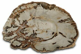 Polished Petrified Wood (Araucaria) Round - Madagascar #355331