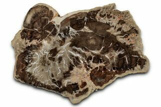 Beautiful Petrified Wood (Araucaria) Slab - Madagascar #355341