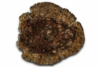 Polished Petrified Wood (Araucaria) Round - Madagascar #355348