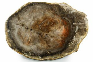 Polished Petrified Wood (Araucaria) Round - Madagascar #355352