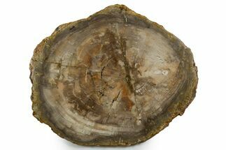 Polished Petrified Wood (Araucaria) Round - Madagascar #355353