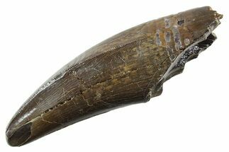 Robust, Serrated Tyrannosaurus (T rex) Tooth - Montana #355461