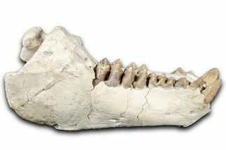 Fossil Oreodont (Merycoidodon) Partial Mandible - South Dakota #355509