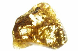 Polished Colombian Copal ( g) - Contains Insects! #355393