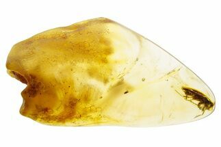 Polished Colombian Copal ( g) - Contains Partial Cockroach! #355397