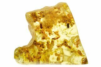 Polished Colombian Copal ( g) - Contains Termites & Beetles! #355400